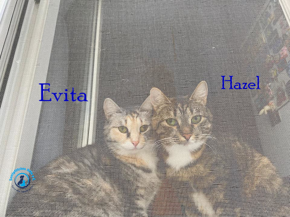 Nadezhda/Katzen/Evita/Evita_Hatzel09mN.jpg