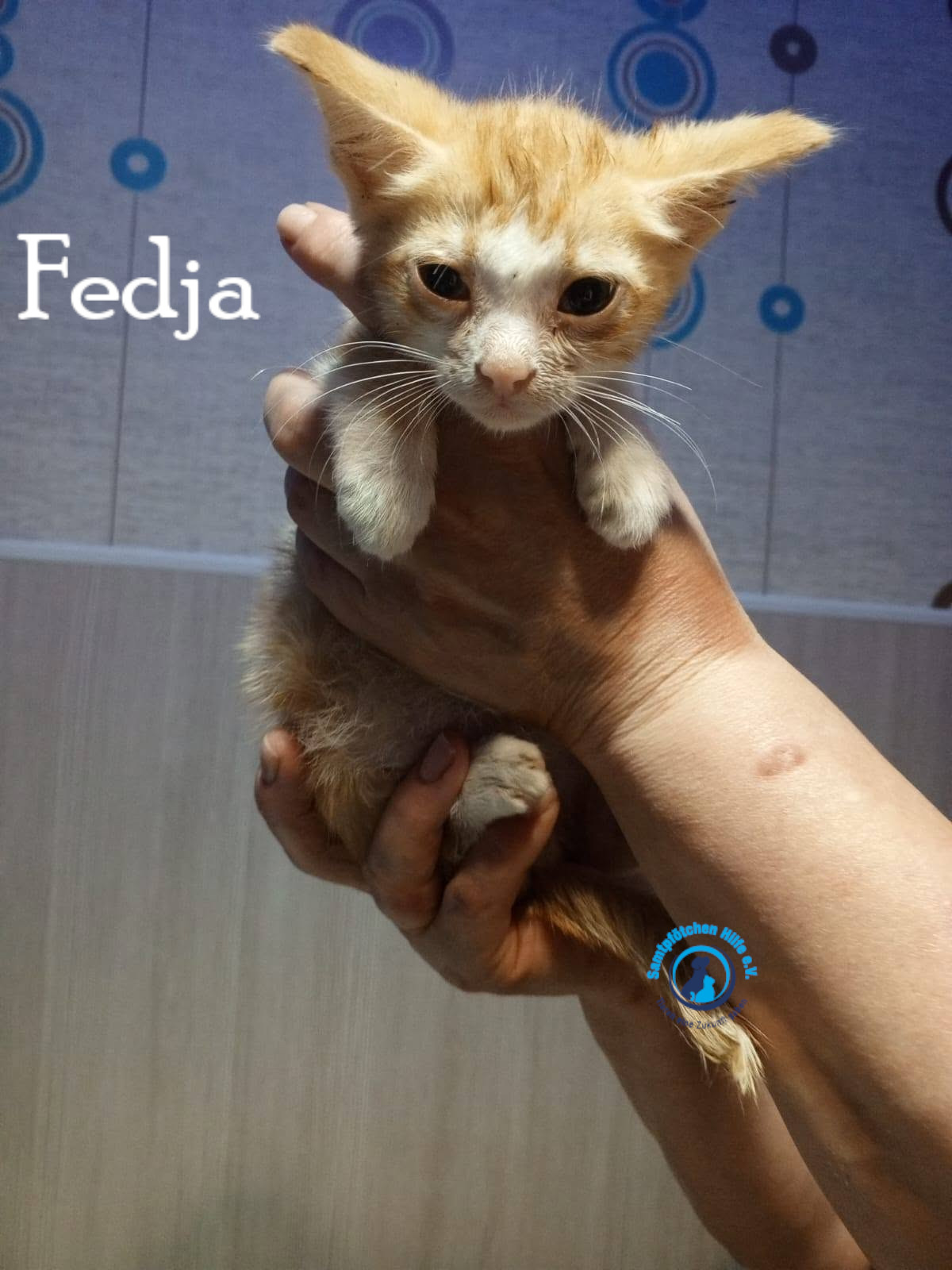 Nadezhda/Katzen/Fedja/Fedja01mN.jpg