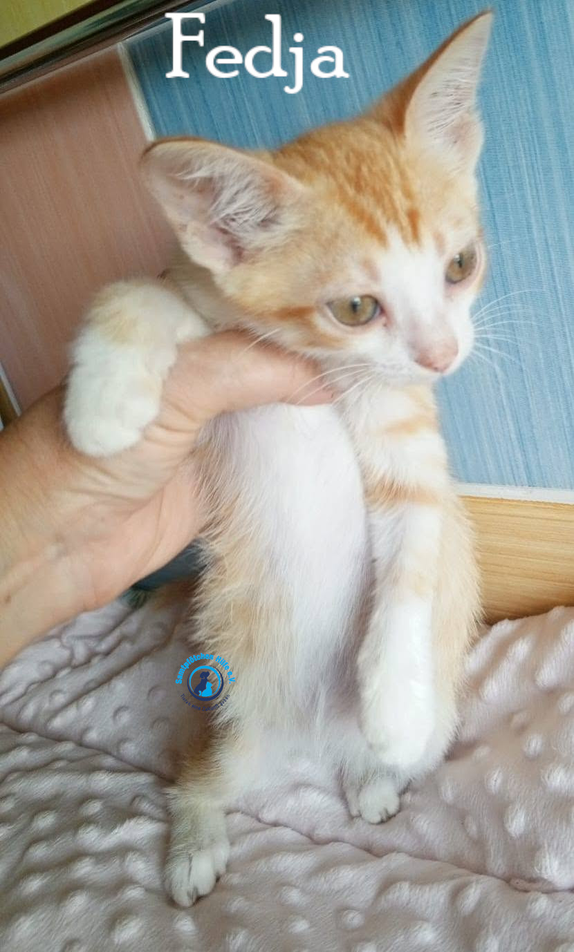 Nadezhda/Katzen/Fedja/Fedja05mN.jpg