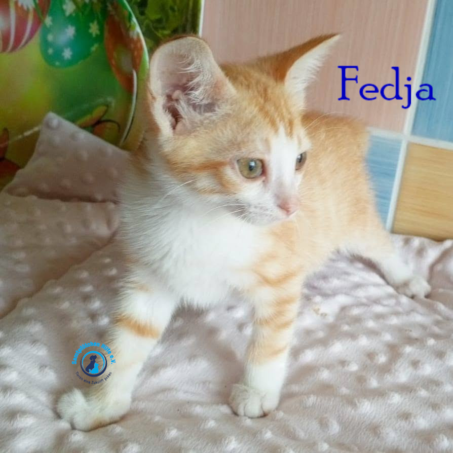 Nadezhda/Katzen/Fedja/Fedja06mN.jpg