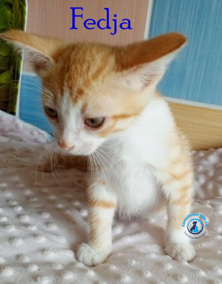 Nadezhda/Katzen/Fedja/Fedja08mN.jpg