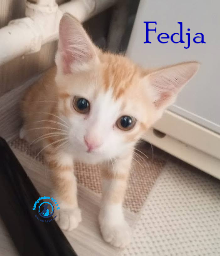 Nadezhda/Katzen/Fedja/Fedja09mN.jpg