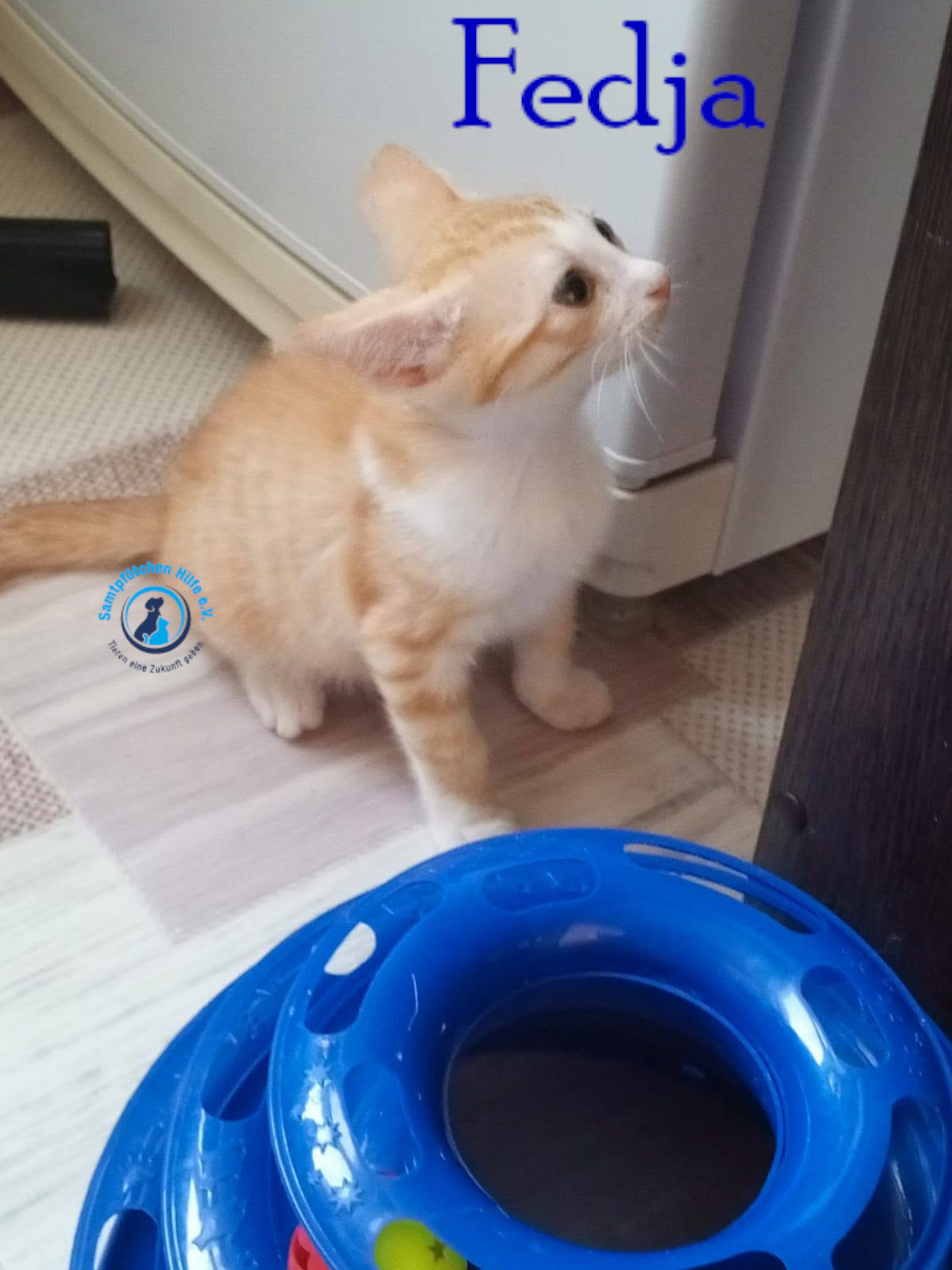 Nadezhda/Katzen/Fedja/Fedja10mN.jpg