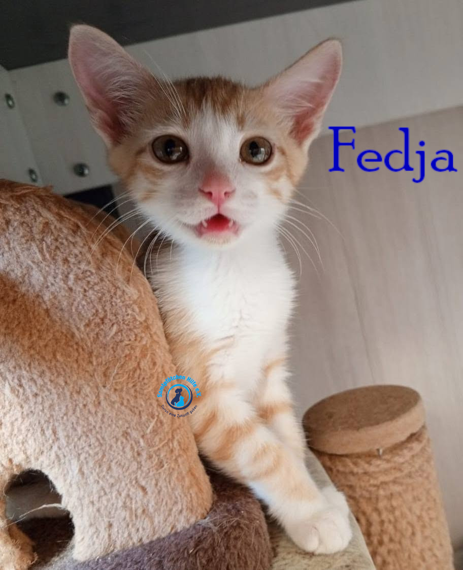Nadezhda/Katzen/Fedja/Fedja12mN.jpg