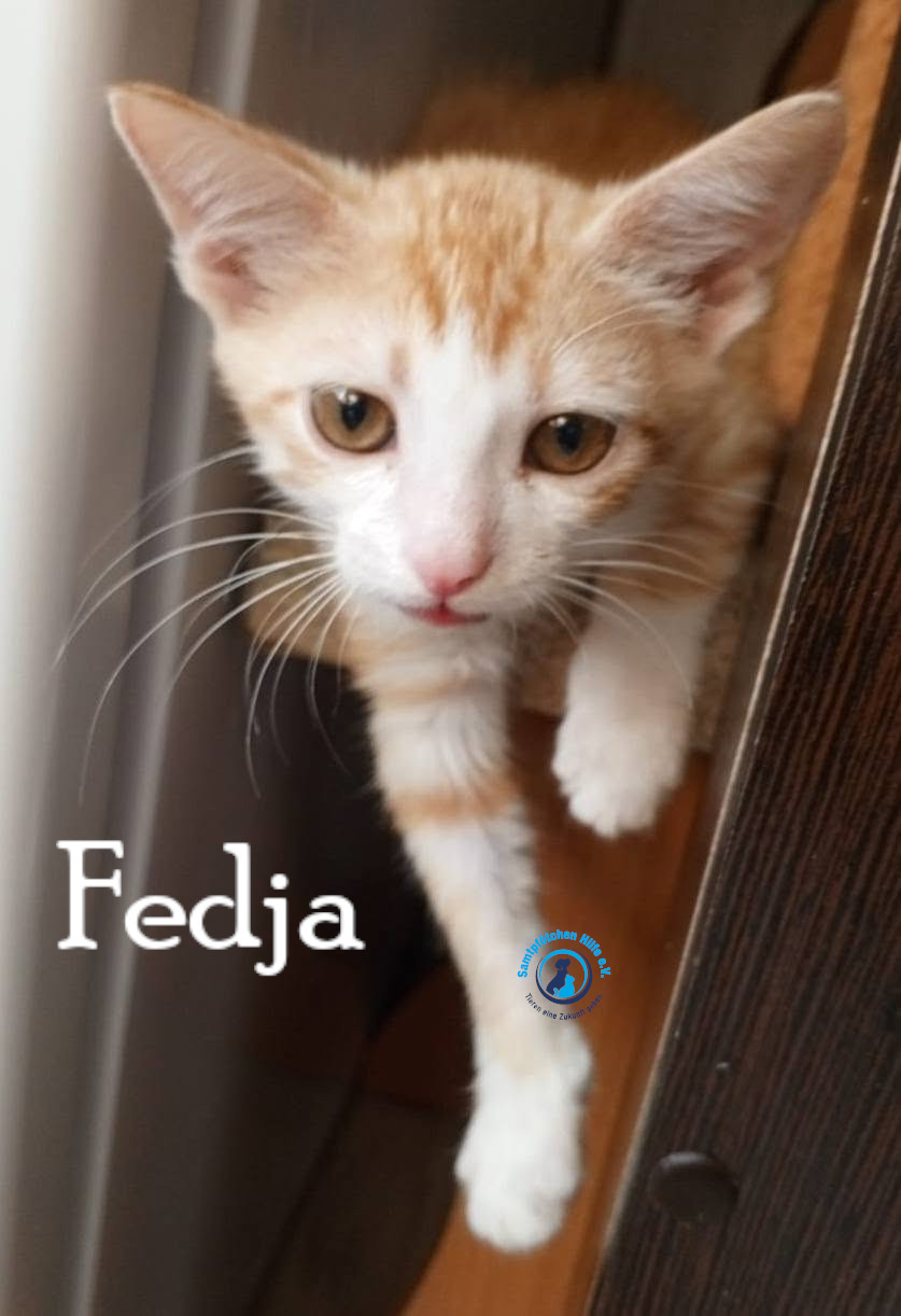 Nadezhda/Katzen/Fedja/Fedja15mN.jpg