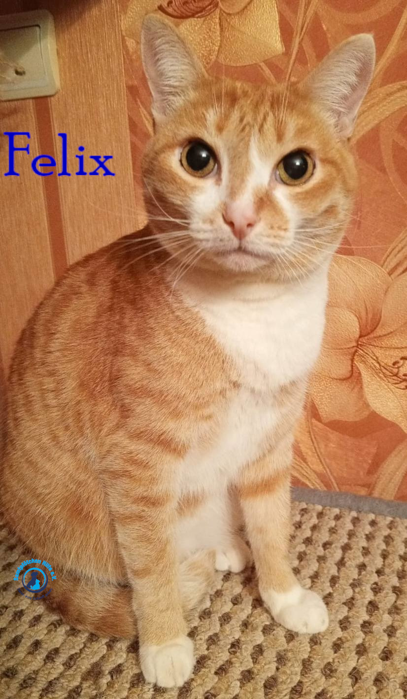 Nadezhda/Katzen/Felix_IV/Felix_IV60mN.jpg