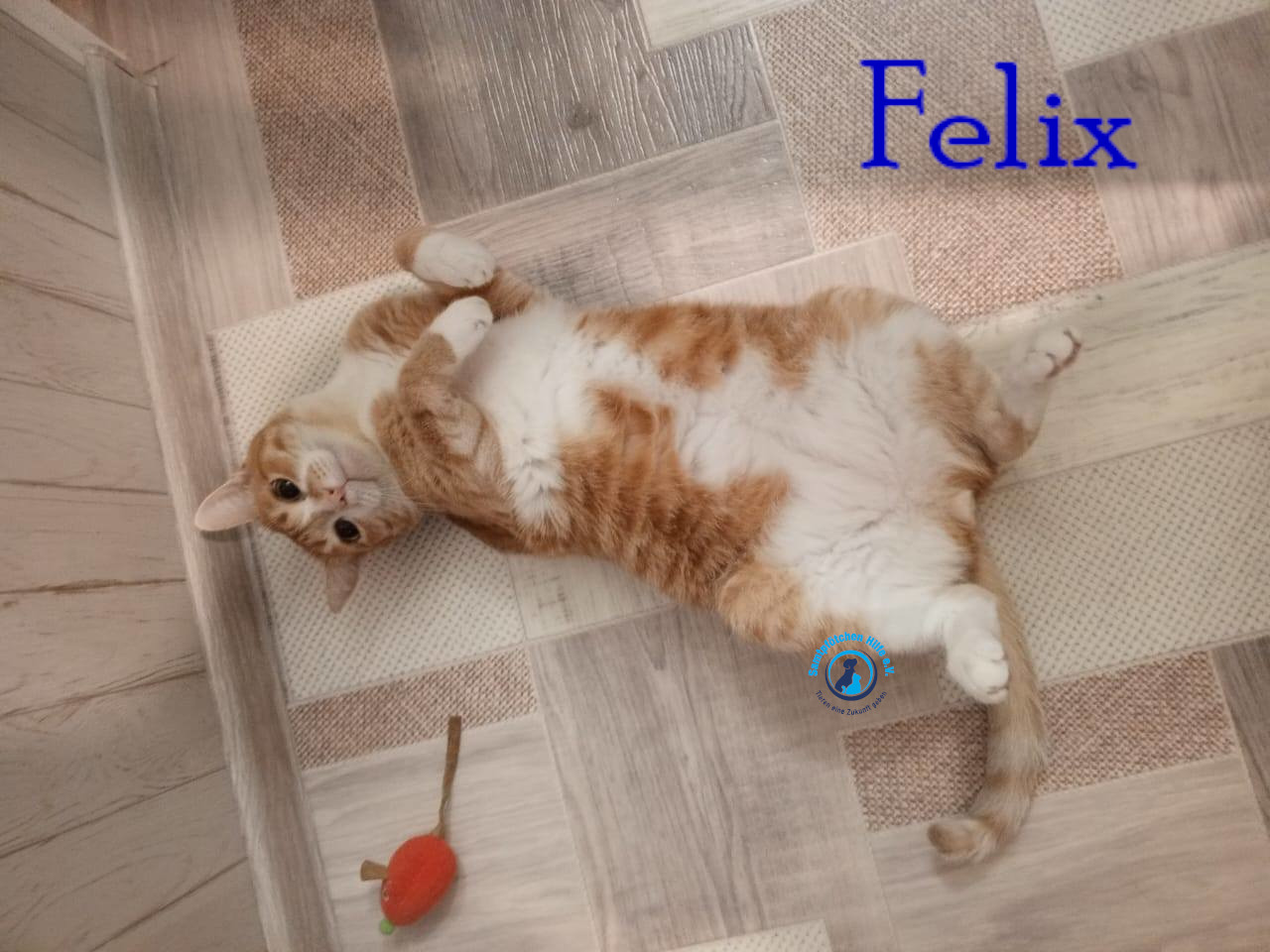 Nadezhda/Katzen/Felix_IV/Felix_IV64mN.jpg