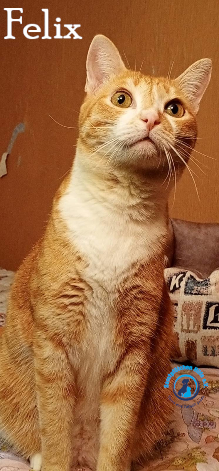 Nadezhda/Katzen/Felix_IV/Felix_IV65mN.jpg