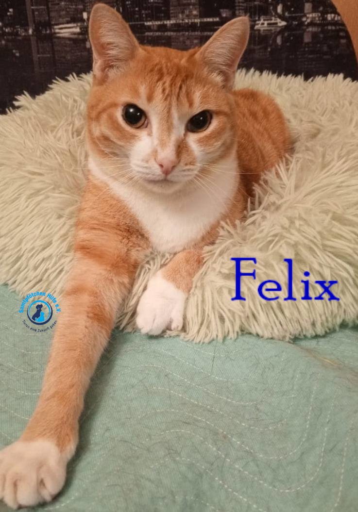 Nadezhda/Katzen/Felix_IV/Felix_IV67mN.jpg