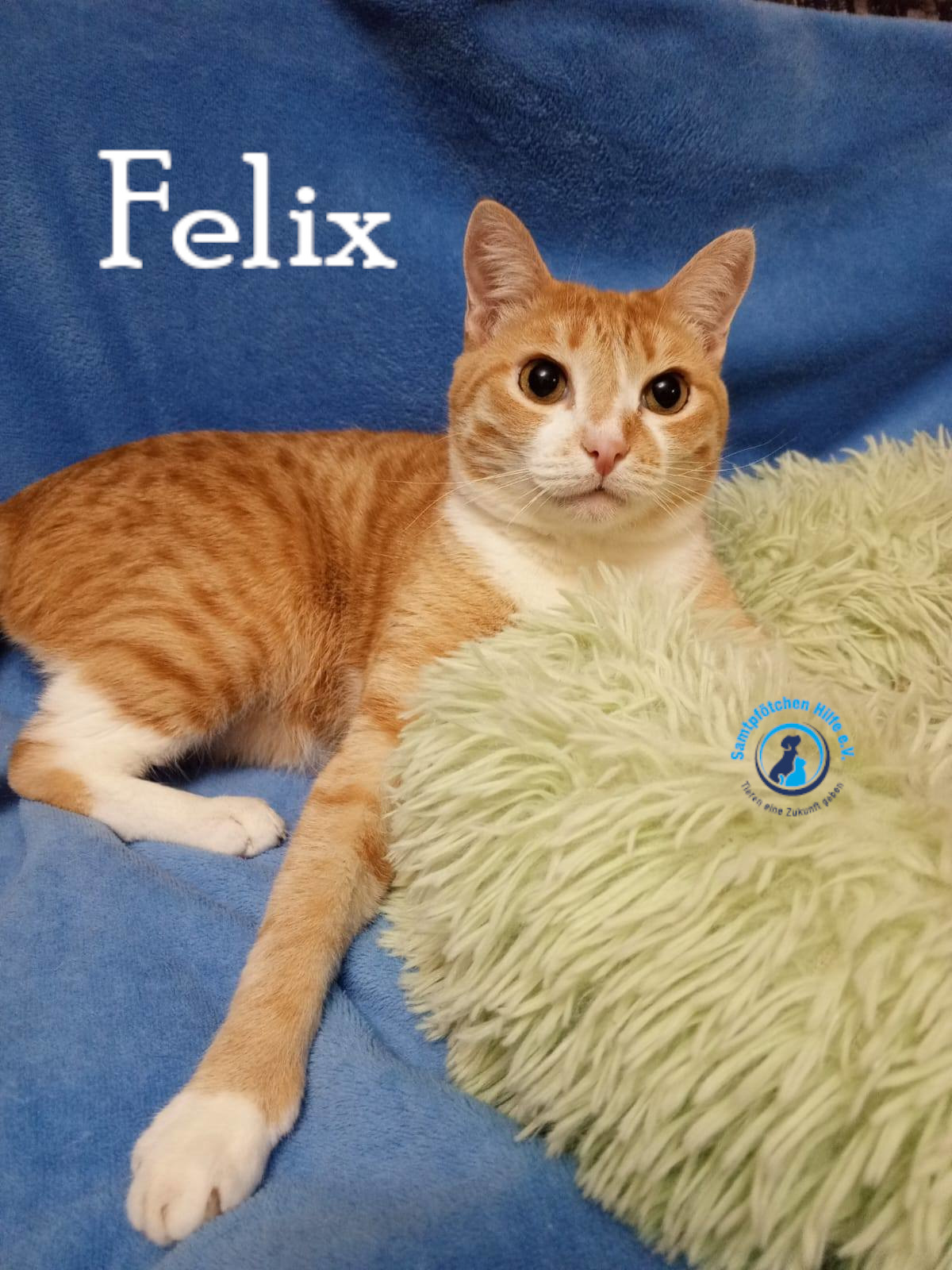 Nadezhda/Katzen/Felix_IV/Felix_IV70mN.jpg