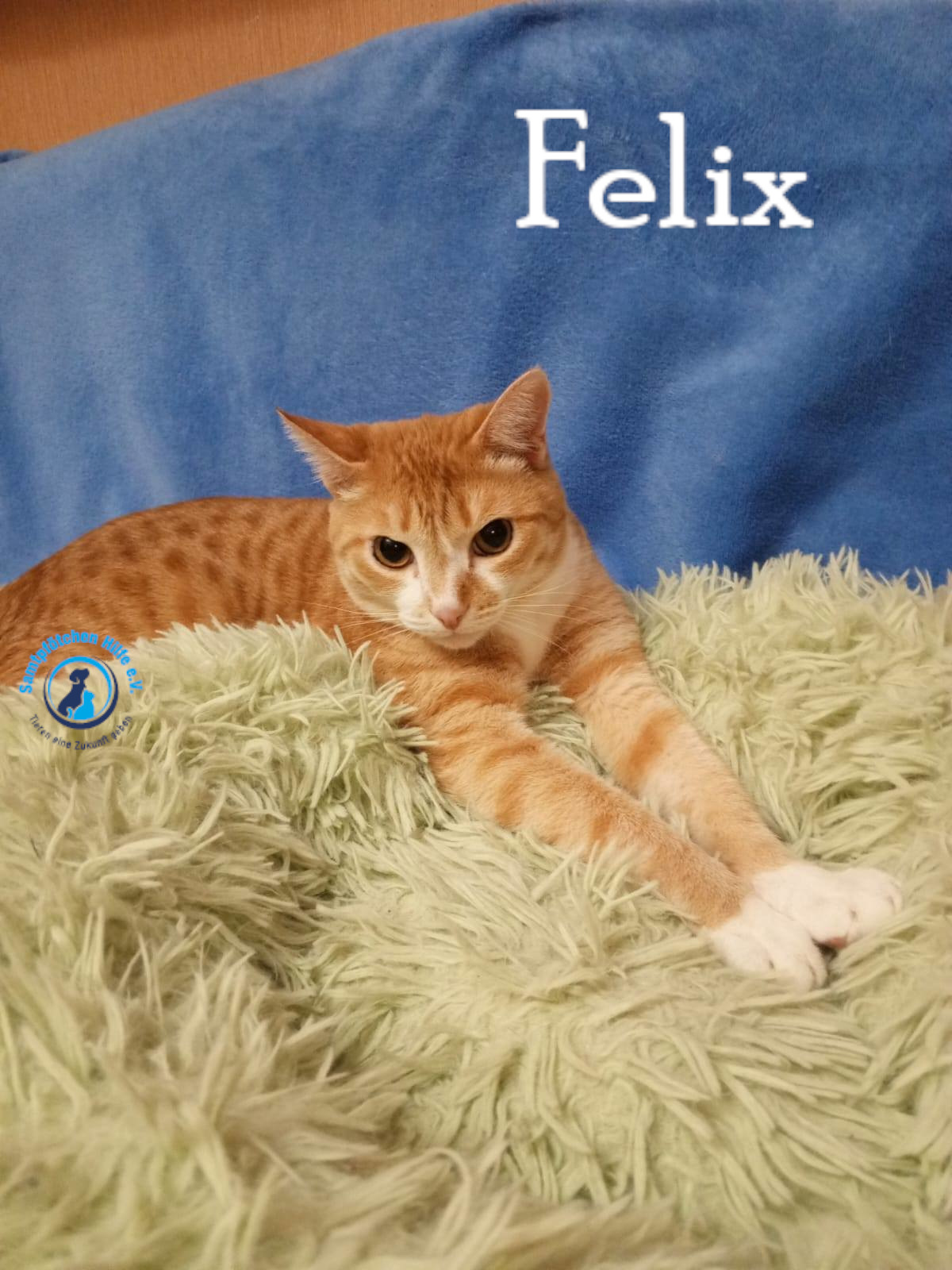 Nadezhda/Katzen/Felix_IV/Felix_IV71mN.jpg