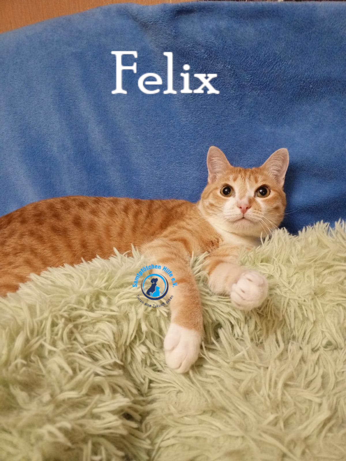 Nadezhda/Katzen/Felix_IV/Felix_IV72mN.jpg