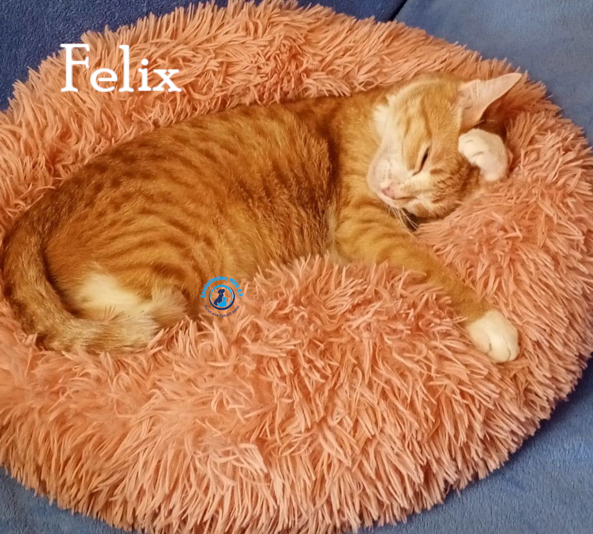 Nadezhda/Katzen/Felix_IV/Felix_IV74mN.jpg