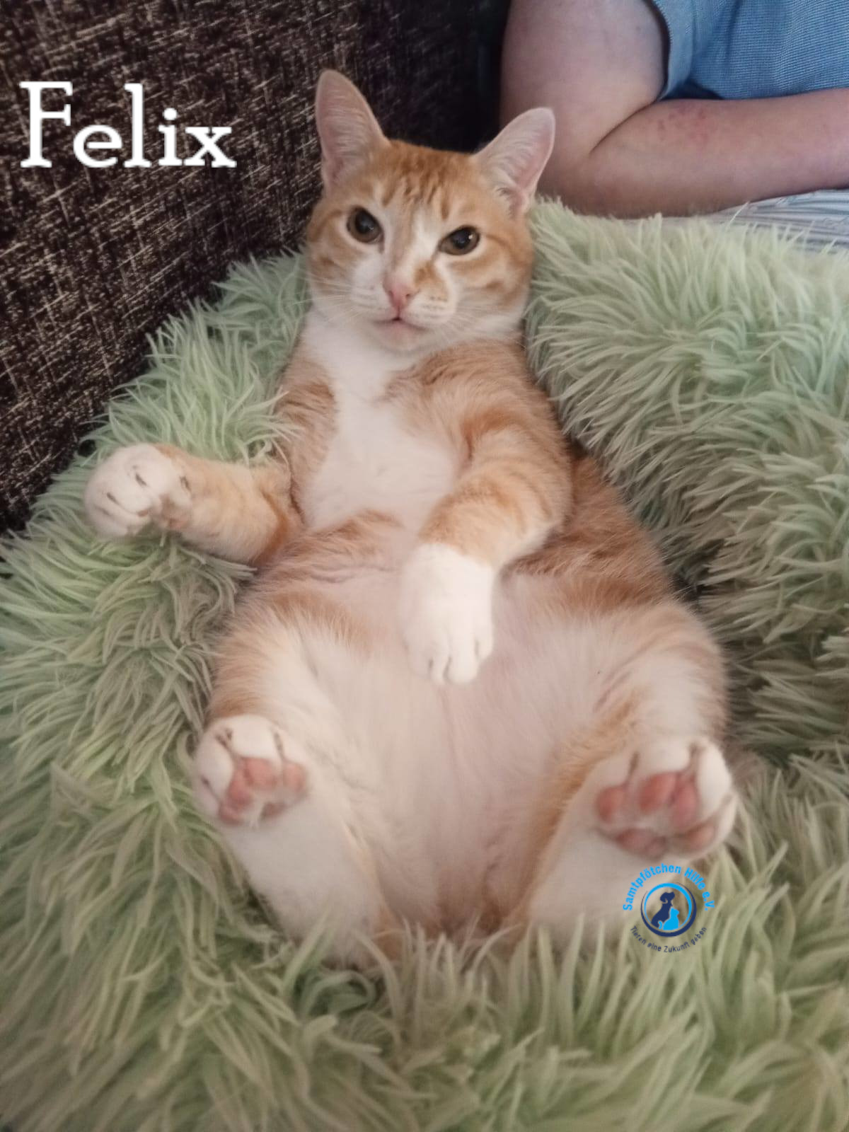 Nadezhda/Katzen/Felix_IV/Felix_IV76mN.jpg