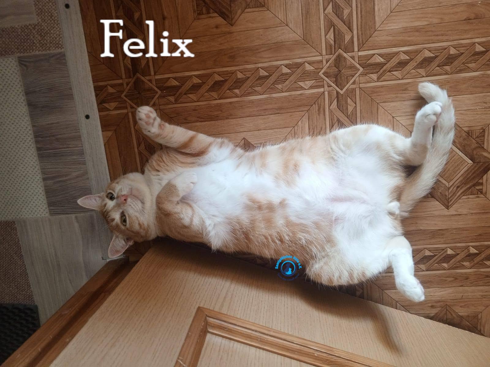 Nadezhda/Katzen/Felix_IV/Felix_IV77mN.jpg