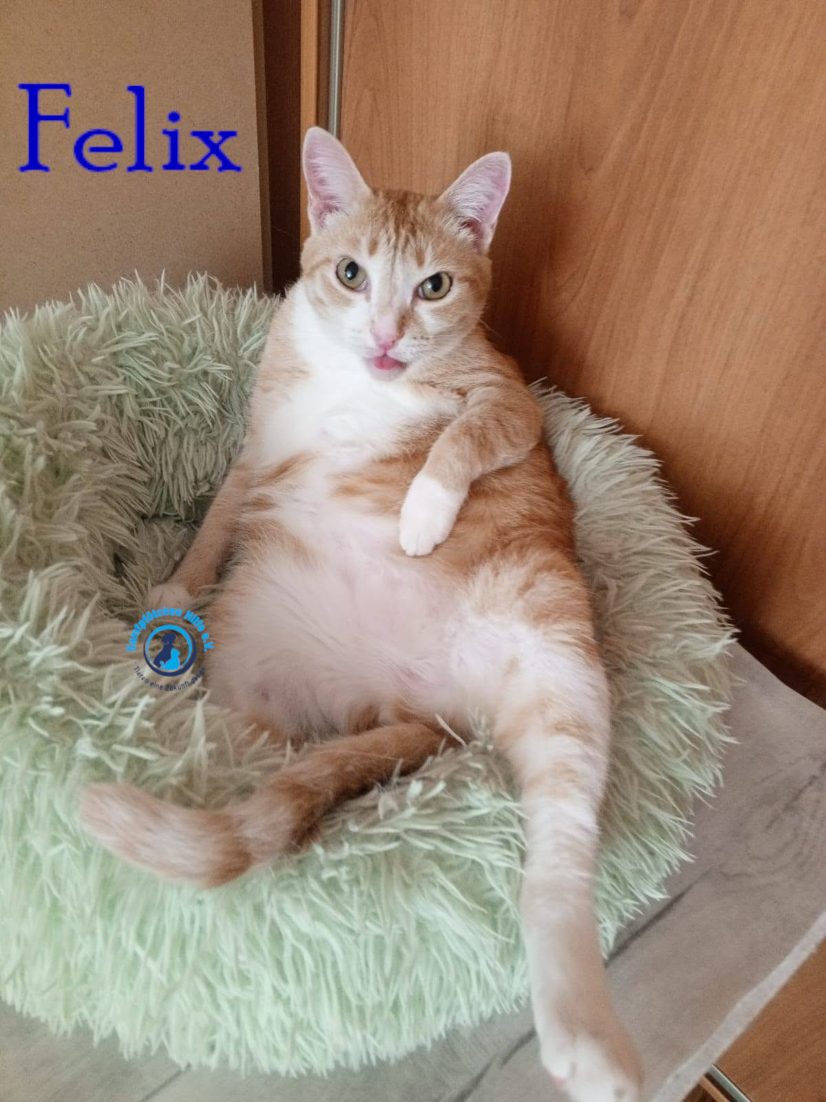 Nadezhda/Katzen/Felix_IV/Felix_IV78mN.jpg
