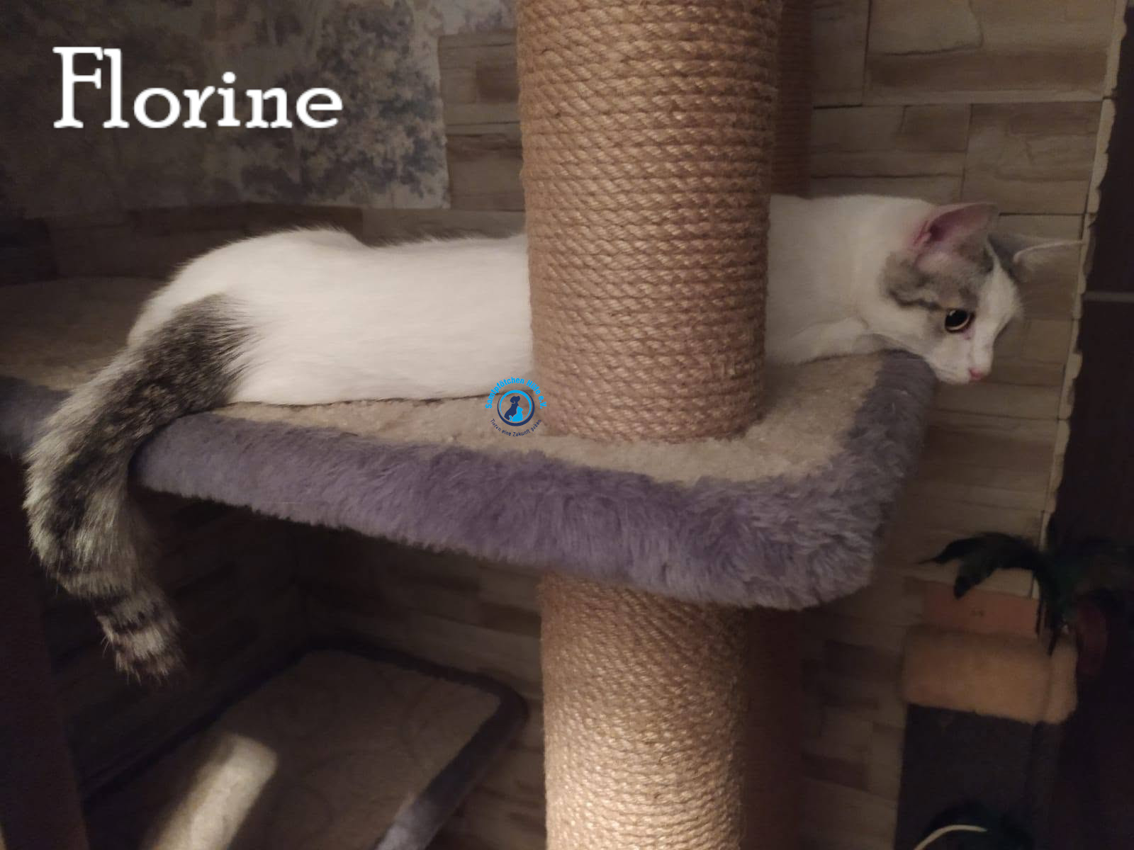 Nadezhda/Katzen/Florine/Florine30mN.jpg