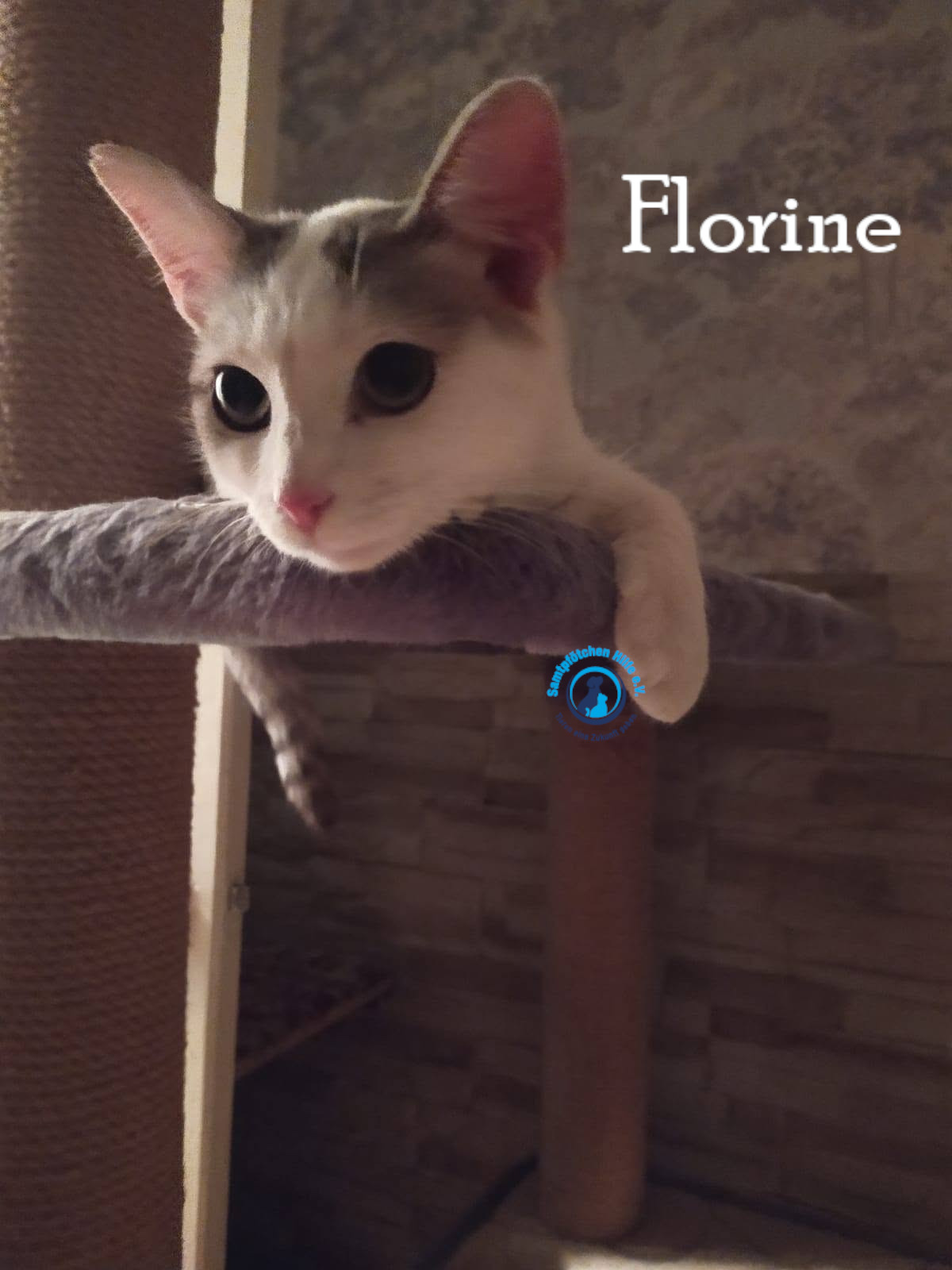 Nadezhda/Katzen/Florine/Florine31mN.jpg