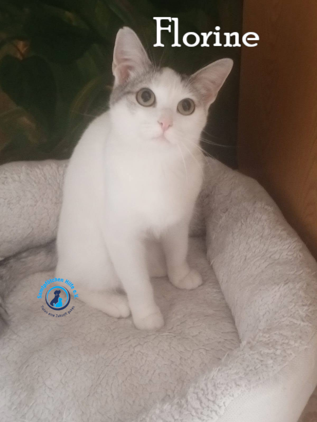 Nadezhda/Katzen/Florine/Florine32mN.jpg