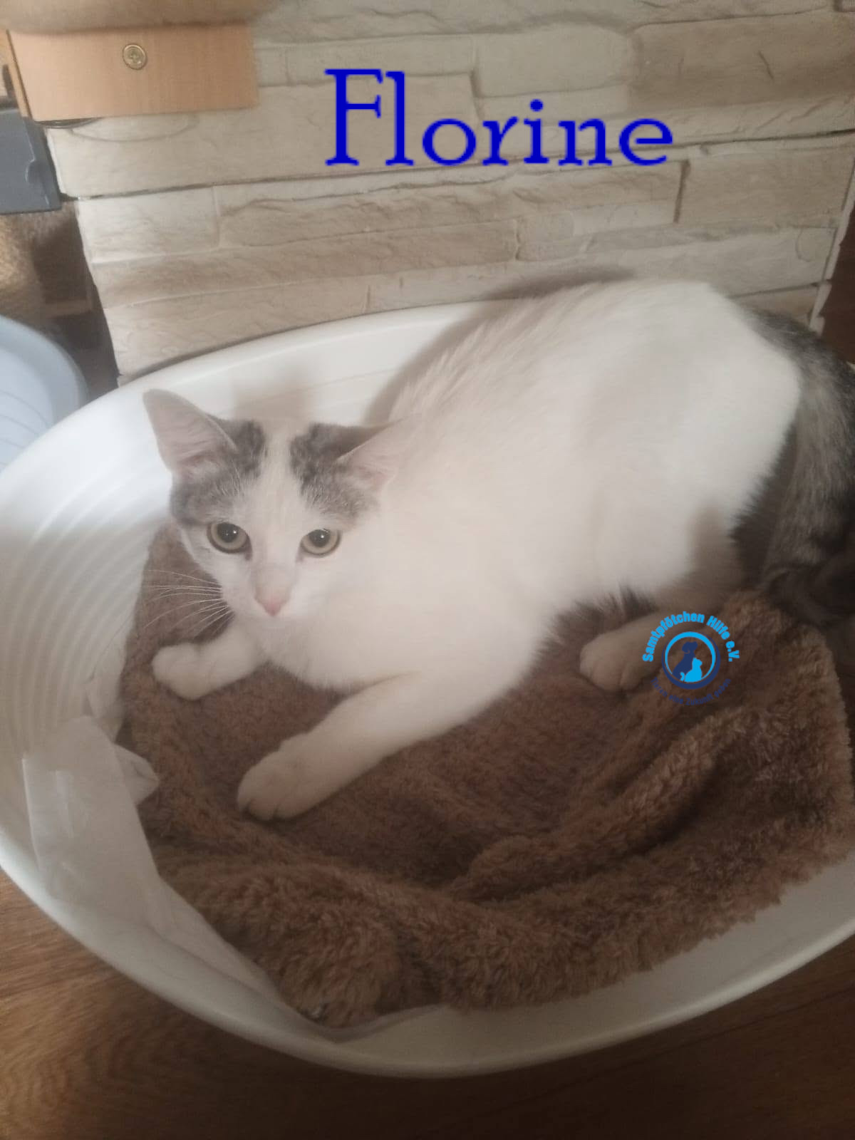 Nadezhda/Katzen/Florine/Florine36mN.jpg