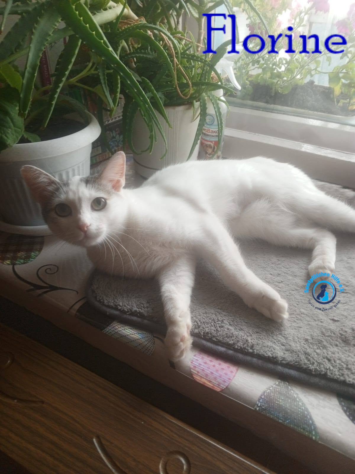 Nadezhda/Katzen/Florine/Florine37mN.jpg