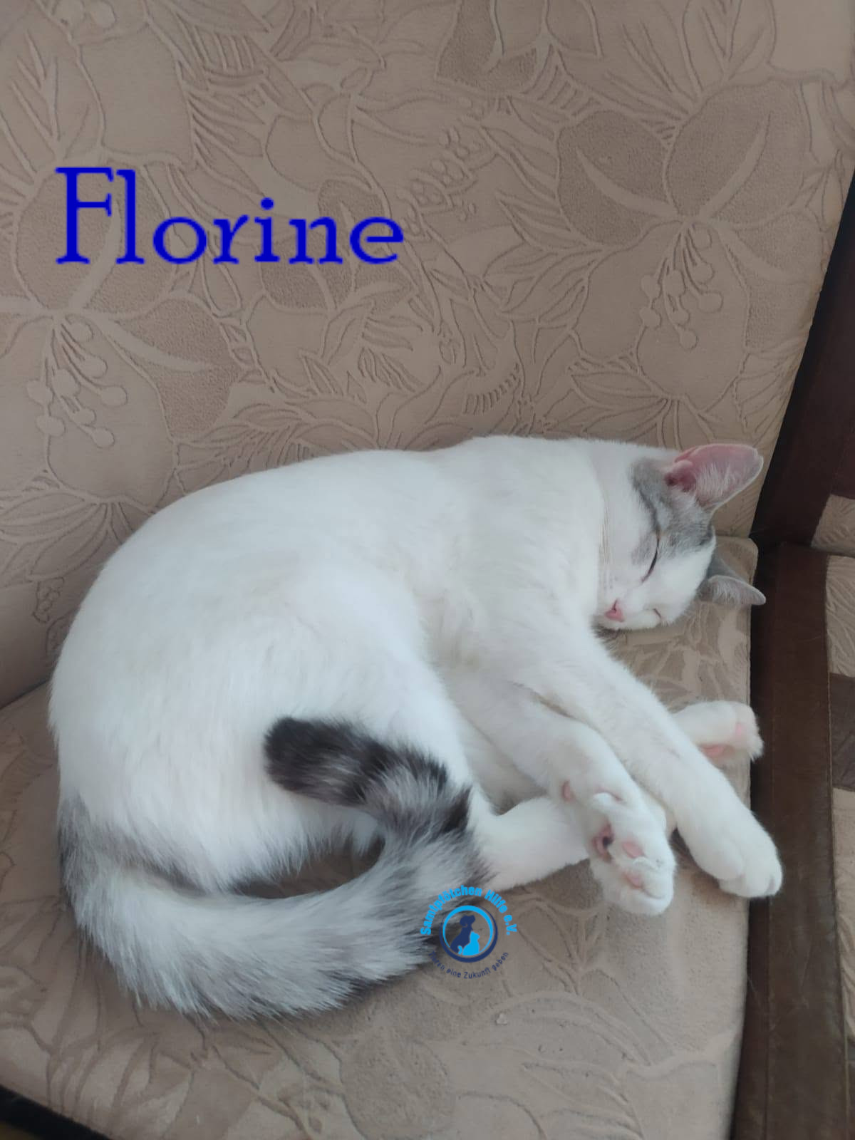 Nadezhda/Katzen/Florine/Florine38mN.jpg