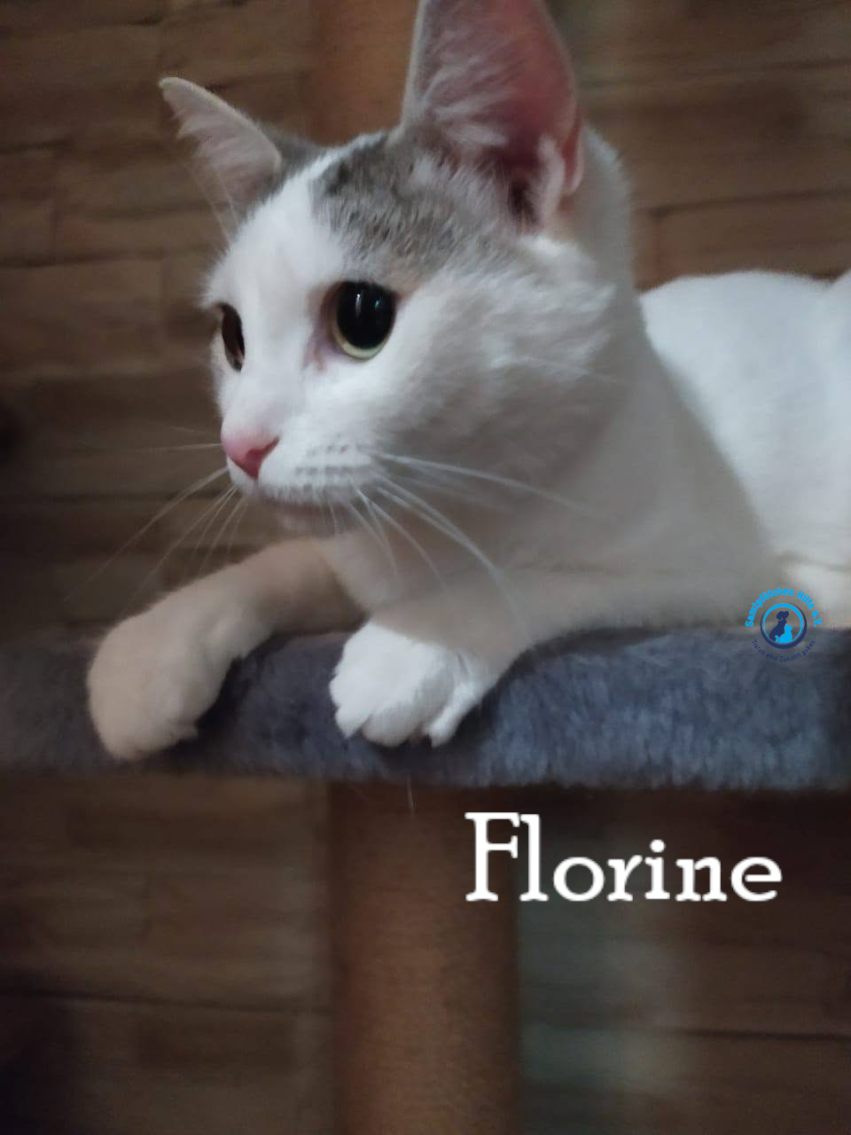 Nadezhda/Katzen/Florine/Florine41mN.jpg