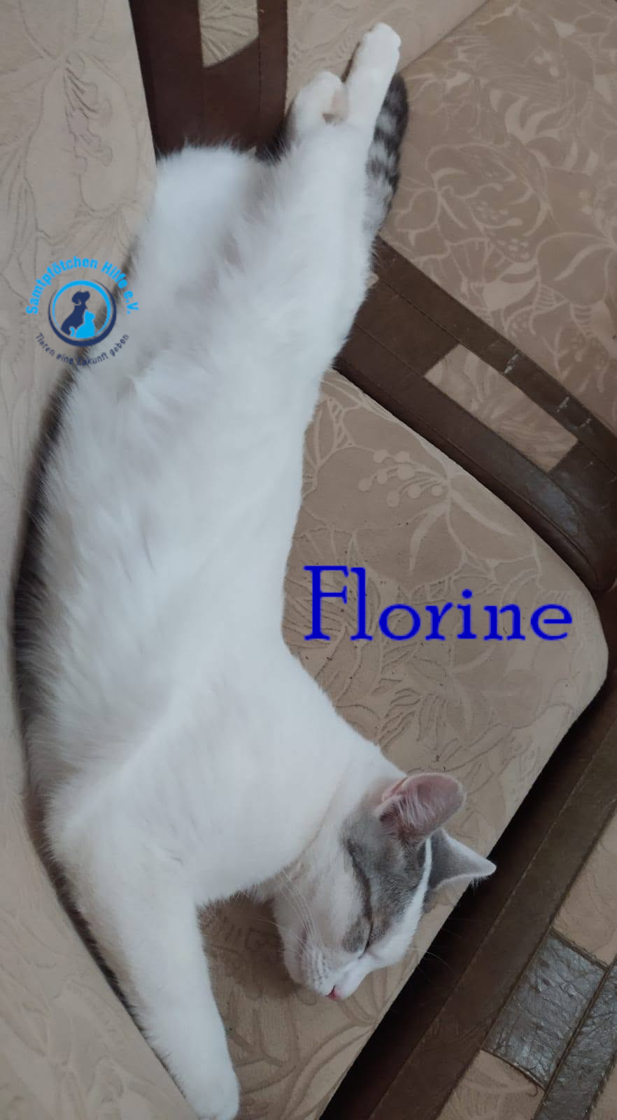 Nadezhda/Katzen/Florine/Florine45mN.jpg