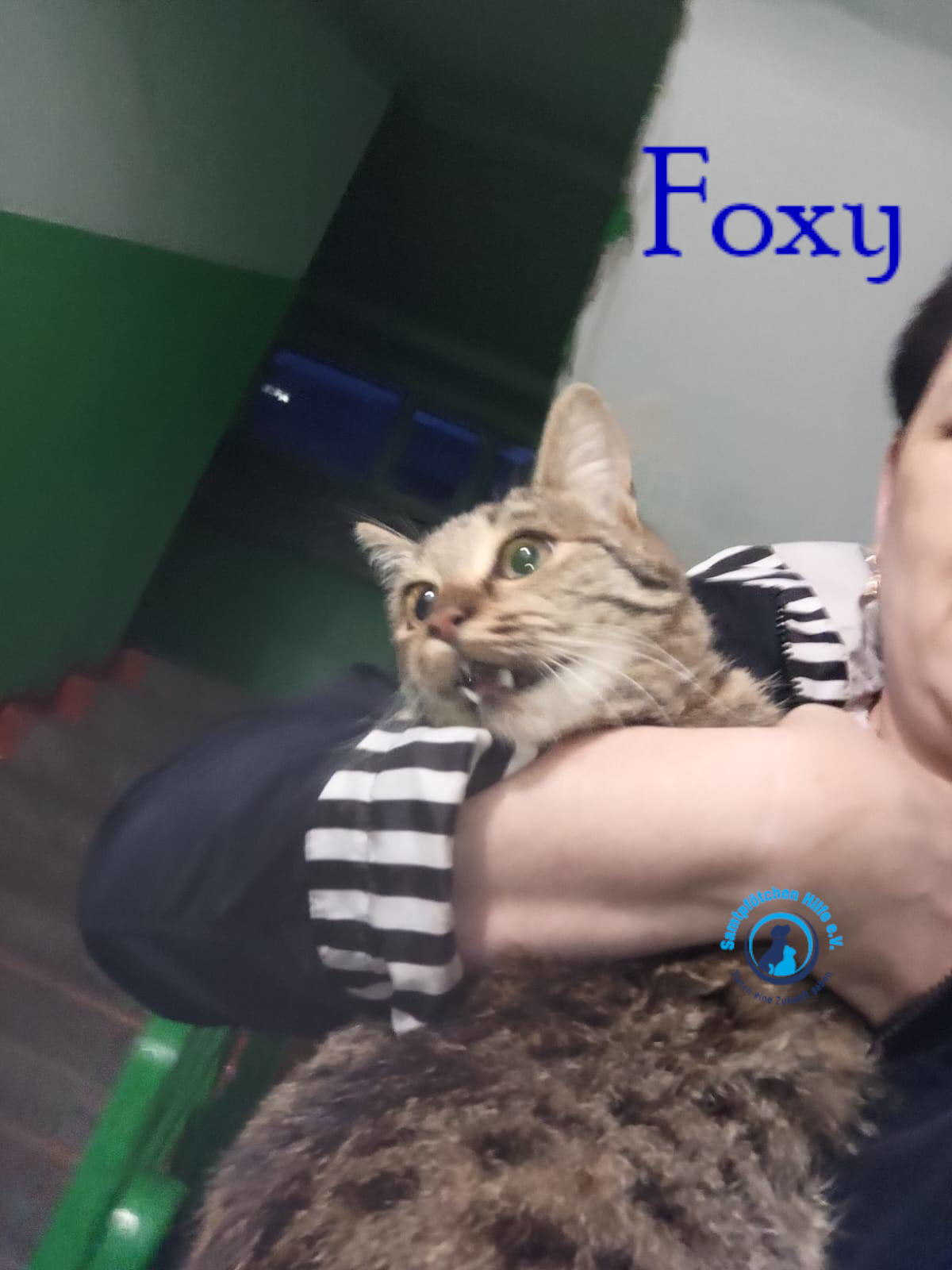 Nadezhda/Katzen/Foxy_III/Foxy_III01mN.jpg