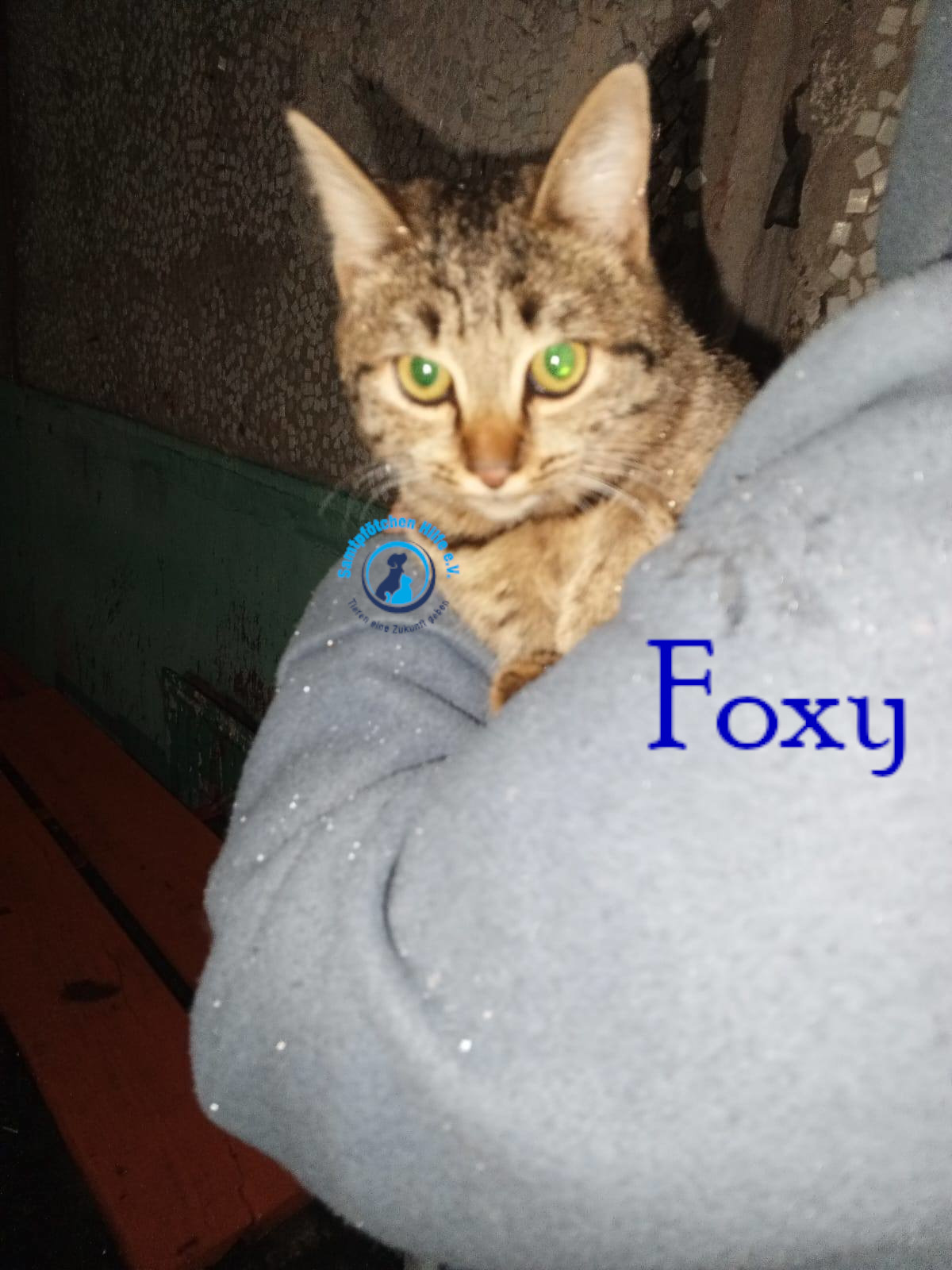 Nadezhda/Katzen/Foxy_III/Foxy_III02mN.jpg