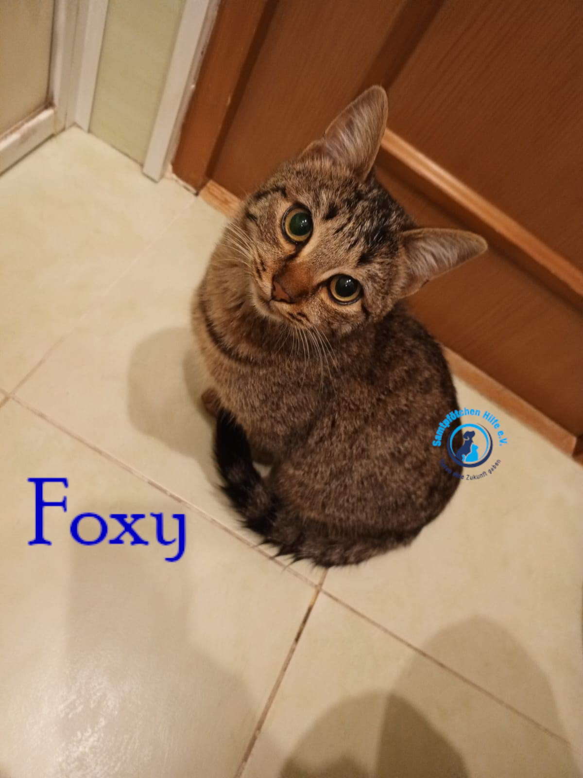 Nadezhda/Katzen/Foxy_III/Foxy_III03mN.jpg