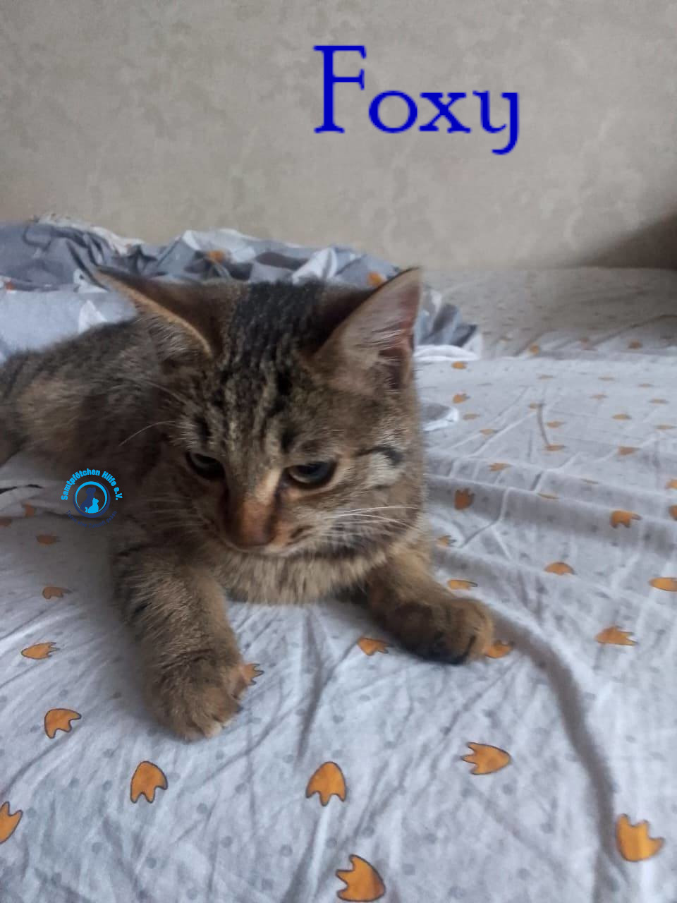 Nadezhda/Katzen/Foxy_III/Foxy_III06mN.jpg