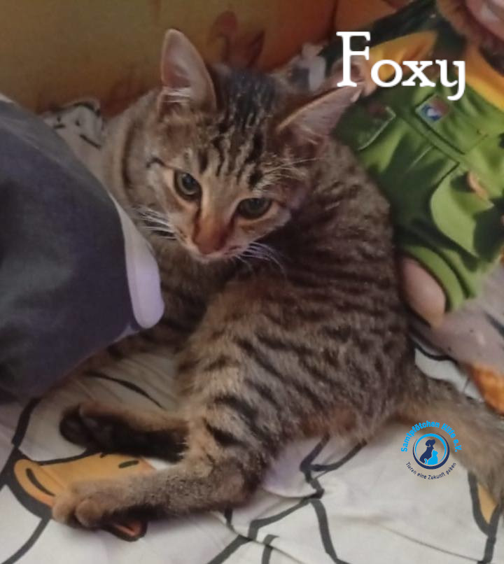Nadezhda/Katzen/Foxy_III/Foxy_III07mN.jpg