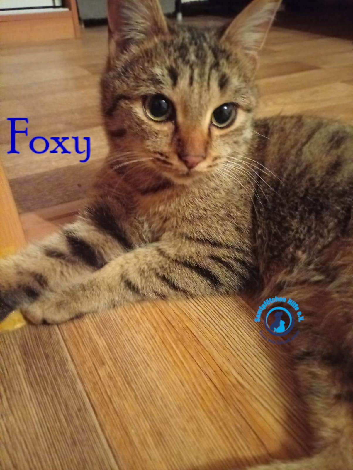 Nadezhda/Katzen/Foxy_III/Foxy_III09mN.jpg