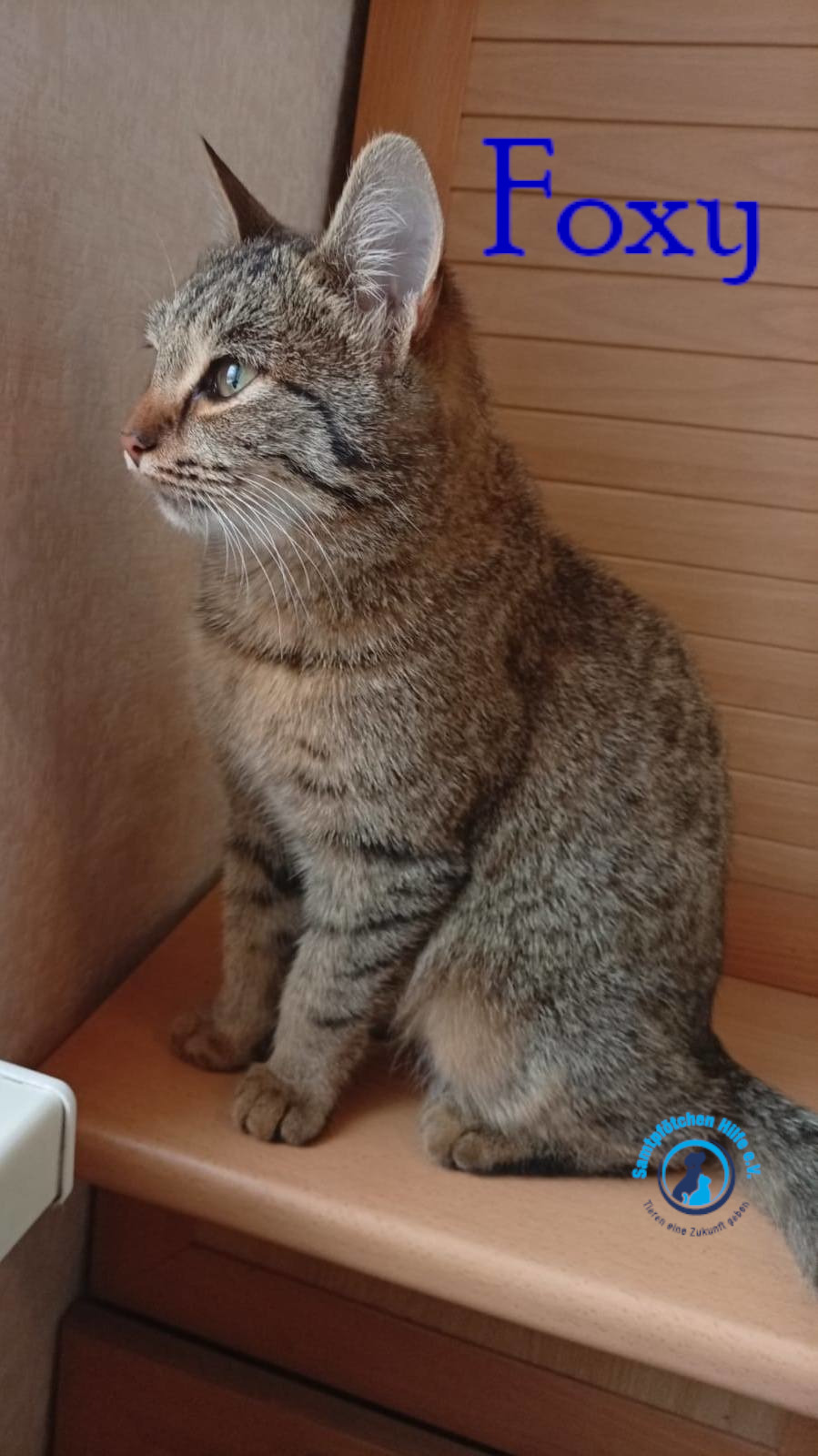 Nadezhda/Katzen/Foxy_III/Foxy_III10mN.jpg