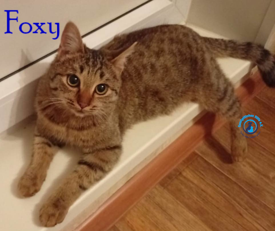 Nadezhda/Katzen/Foxy_III/Foxy_III11mN.jpg