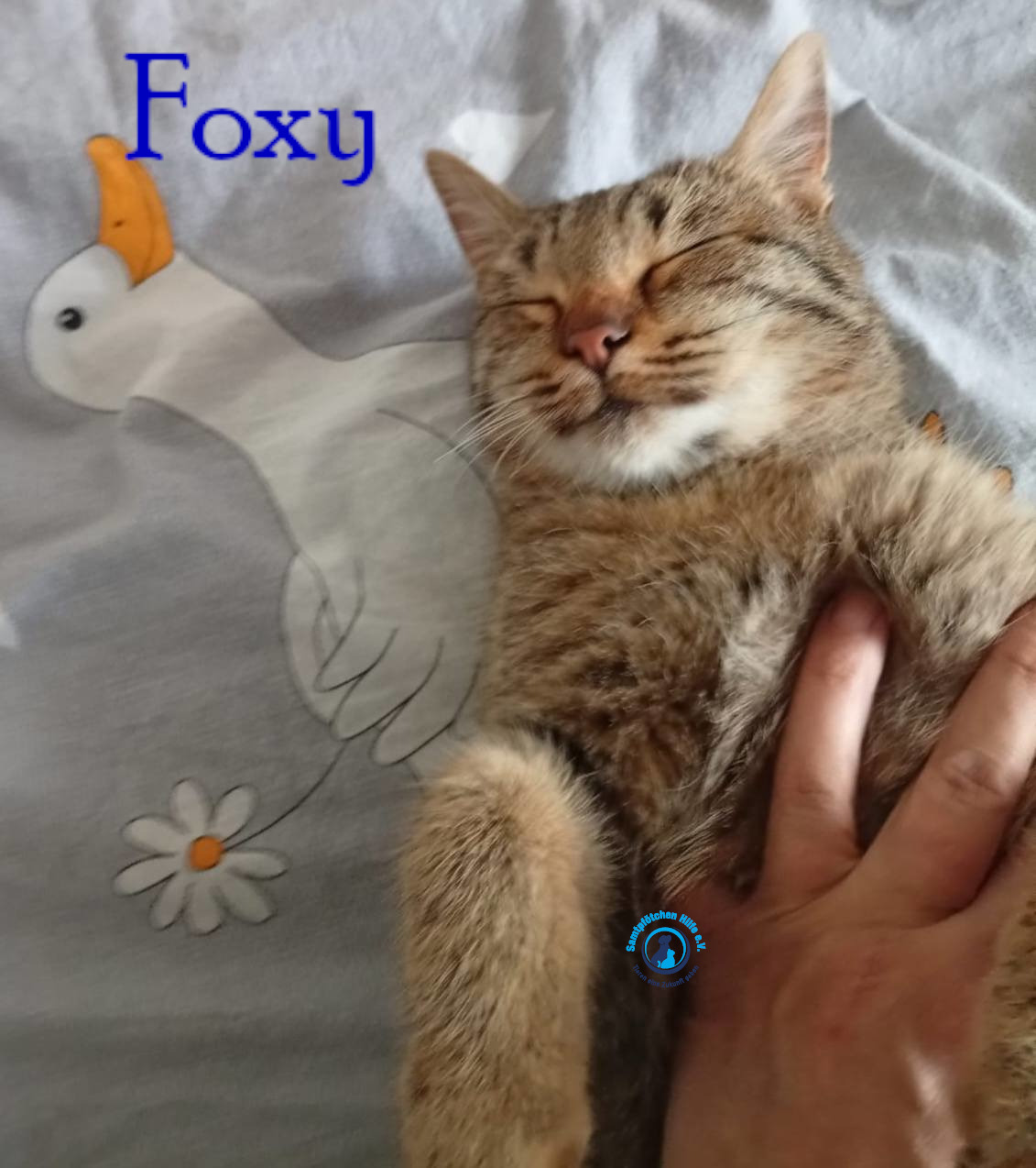Nadezhda/Katzen/Foxy_III/Foxy_III12mN.jpg