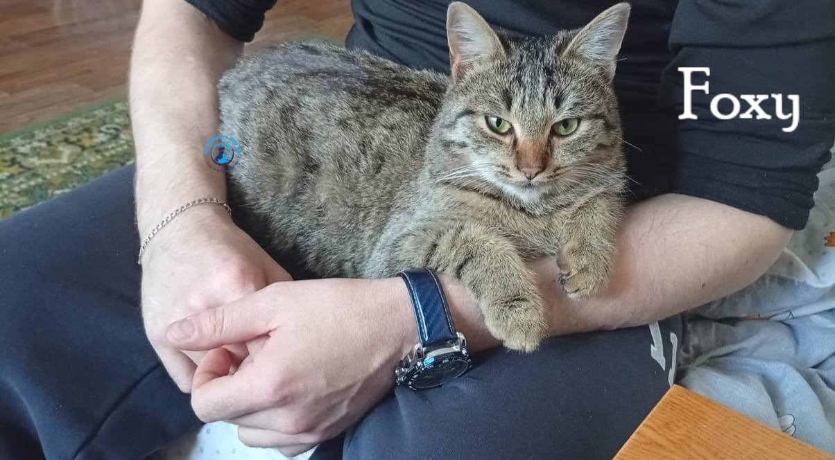 Nadezhda/Katzen/Foxy_III/Foxy_III13mN.jpg