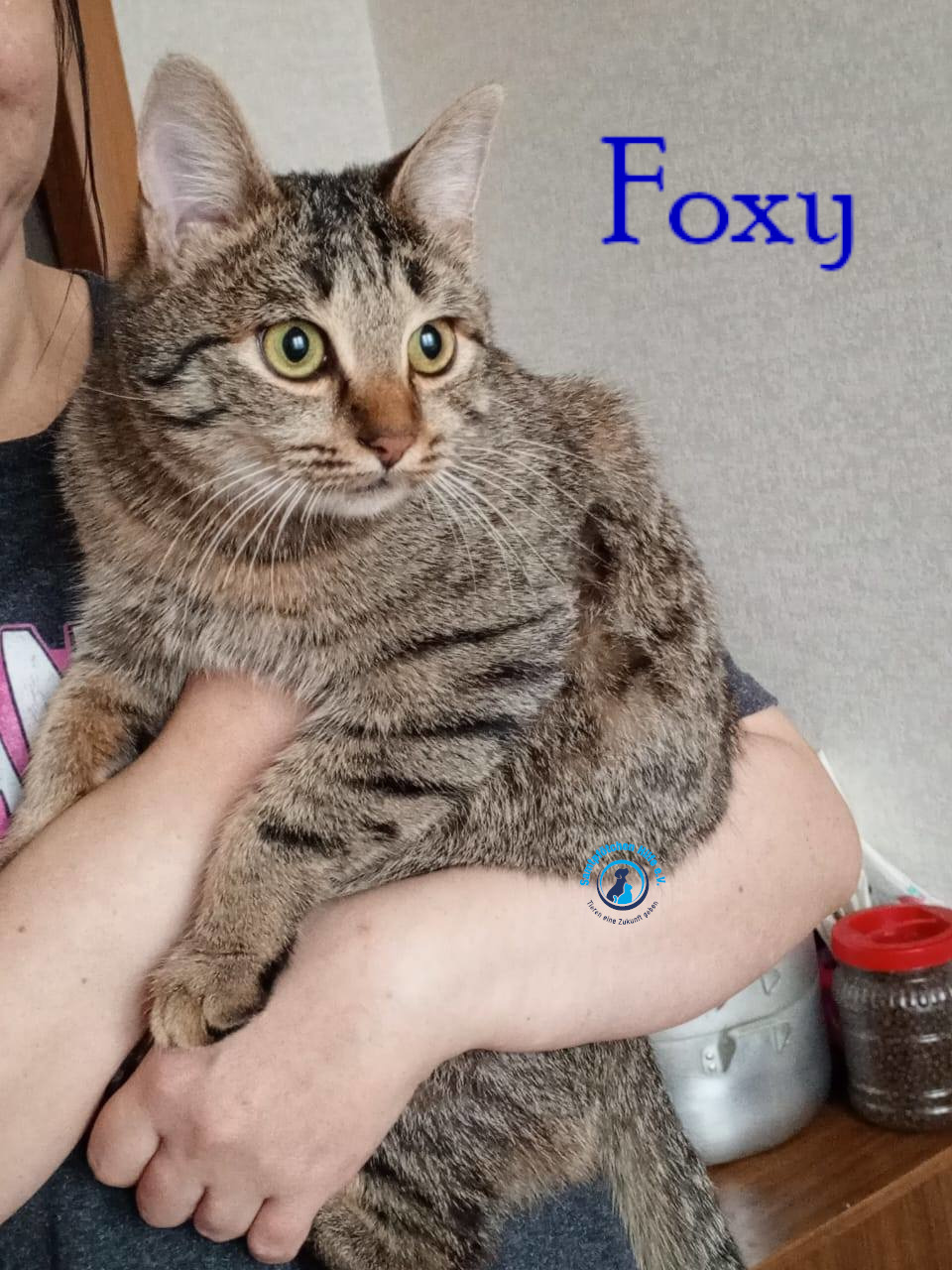 Nadezhda/Katzen/Foxy_III/Foxy_III14mN.jpg