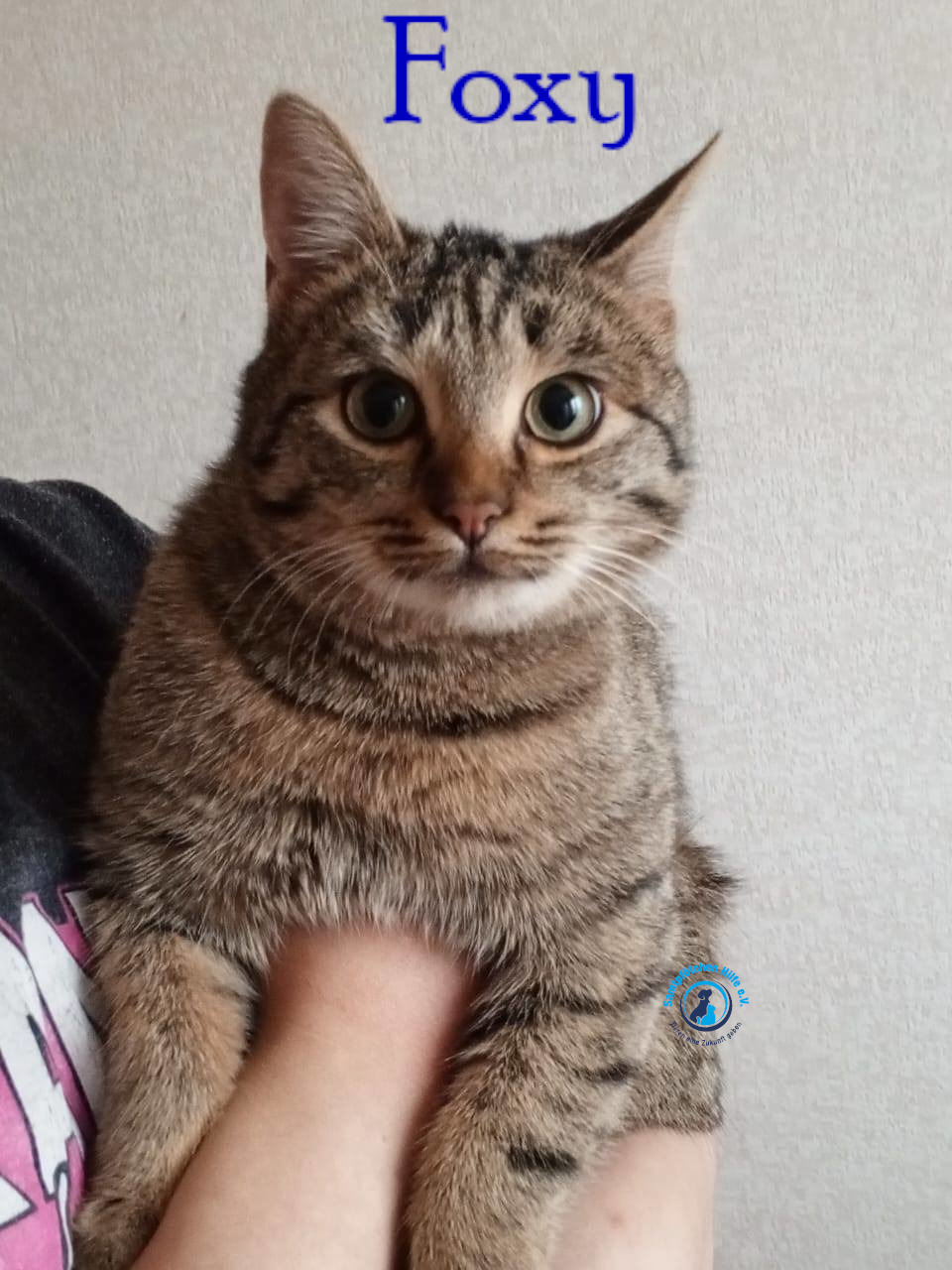 Nadezhda/Katzen/Foxy_III/Foxy_III15mN.jpg