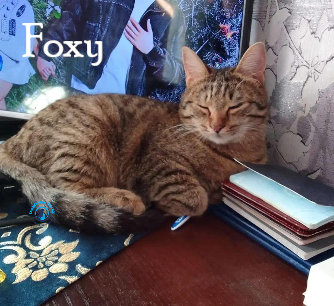Nadezhda/Katzen/Foxy_III/Foxy_III17mN.jpg