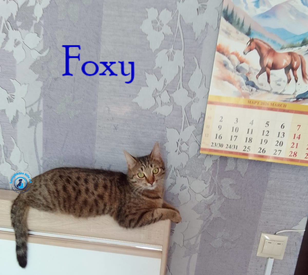 Nadezhda/Katzen/Foxy_III/Foxy_III19mN.jpg