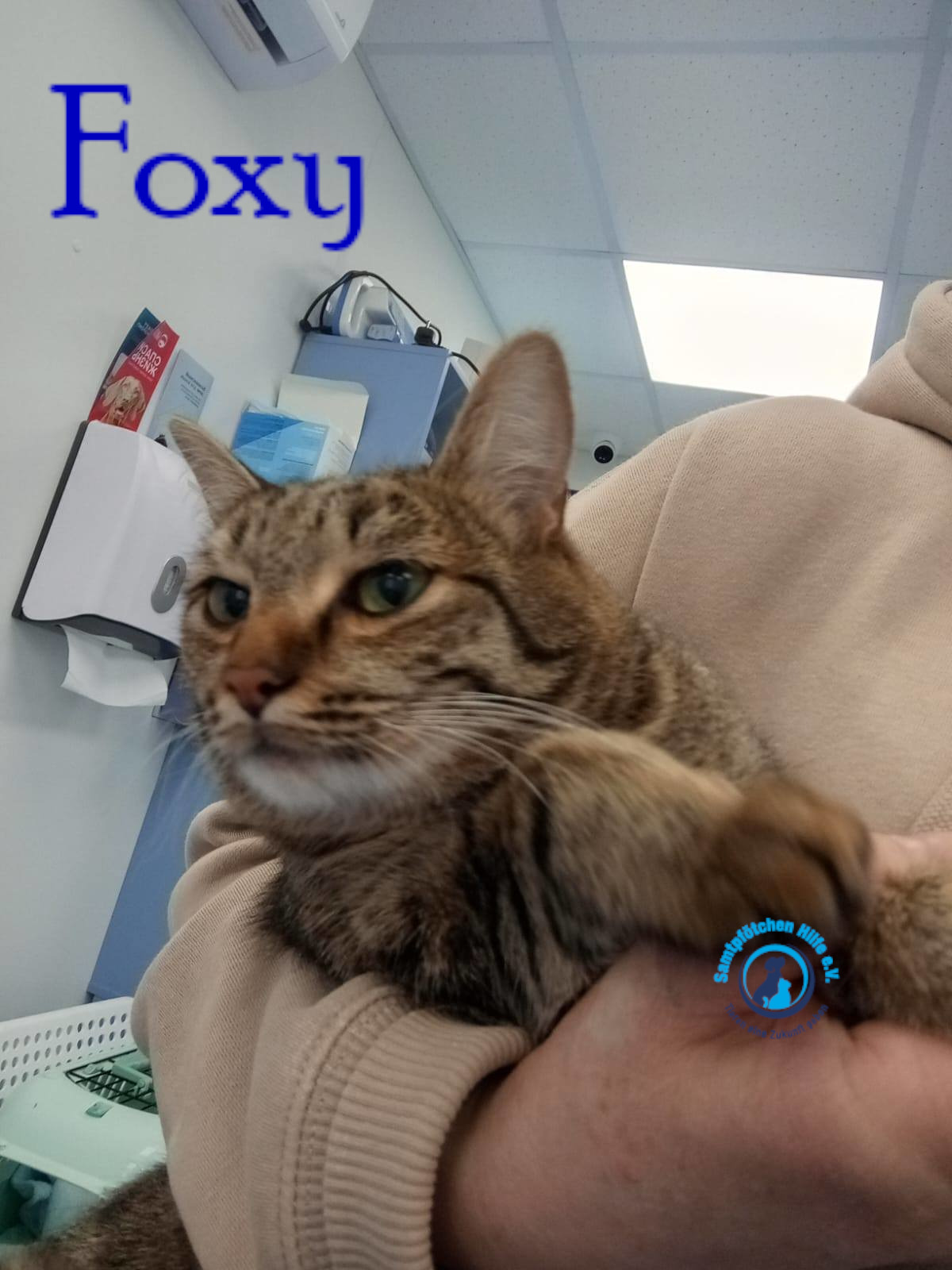 Nadezhda/Katzen/Foxy_III/Foxy_III20mN.jpg