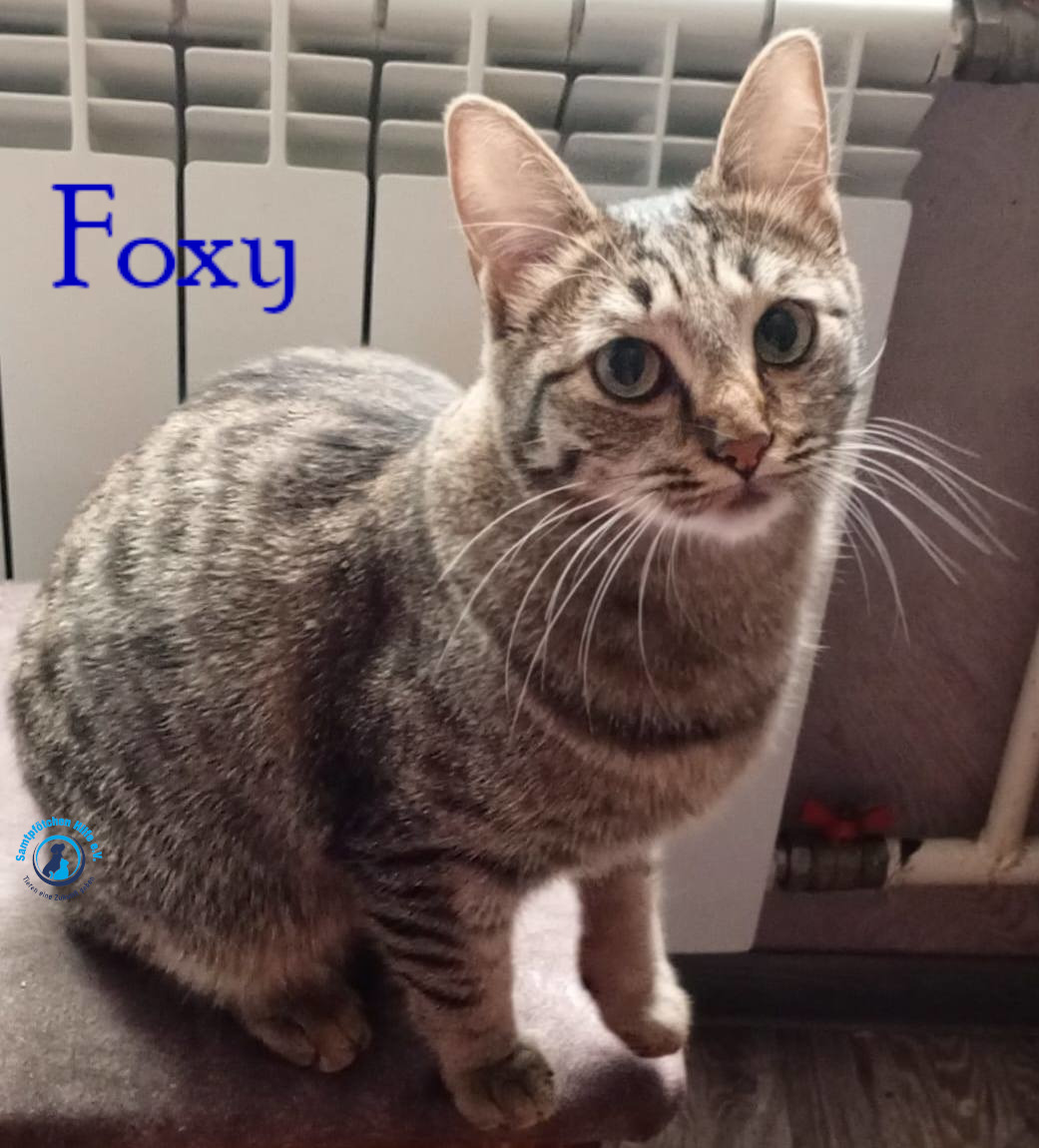 Nadezhda/Katzen/Foxy_III/Foxy_III24mN.jpg