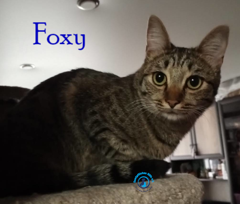 Nadezhda/Katzen/Foxy_III/Foxy_III25mN.jpg