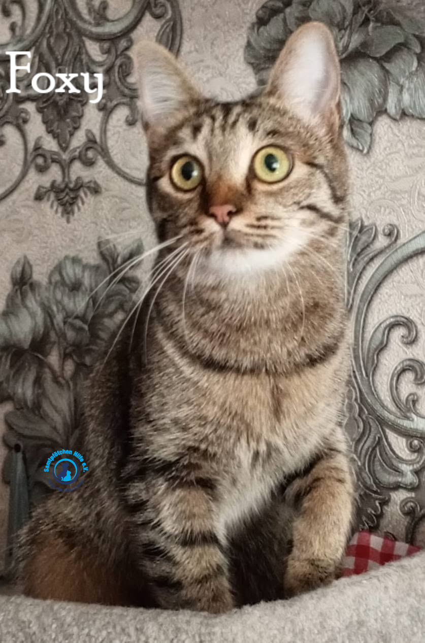 Nadezhda/Katzen/Foxy_III/Foxy_III27mN.jpg