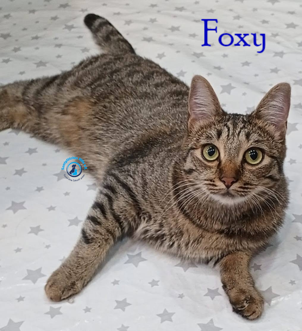 Nadezhda/Katzen/Foxy_III/Foxy_III29mN.jpg