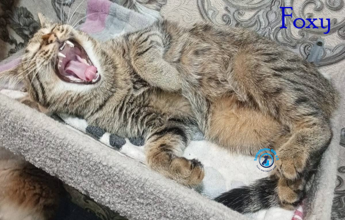 Nadezhda/Katzen/Foxy_III/Foxy_III30mN.jpg