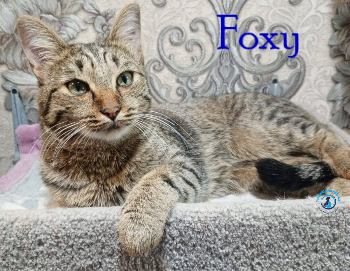 Nadezhda/Katzen/Foxy_III/Foxy_III31mN.jpg