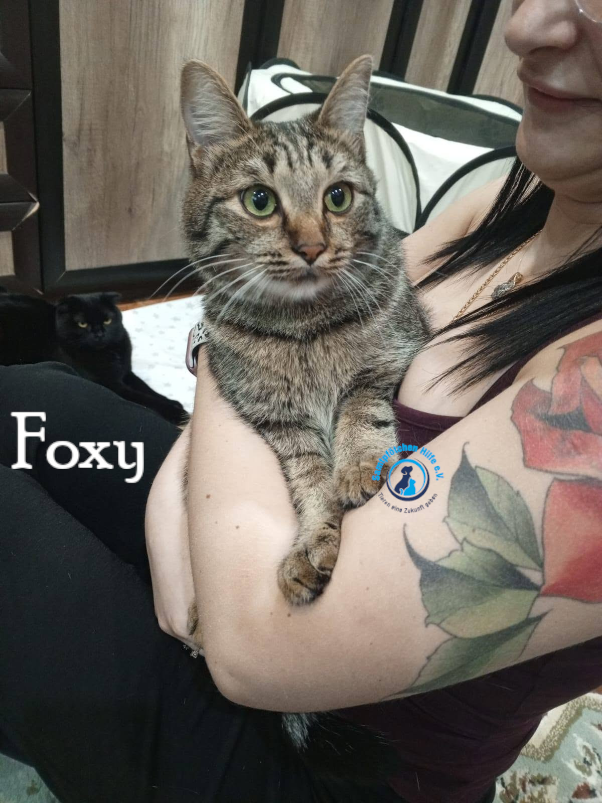 Nadezhda/Katzen/Foxy_III/Foxy_III32mN.jpg